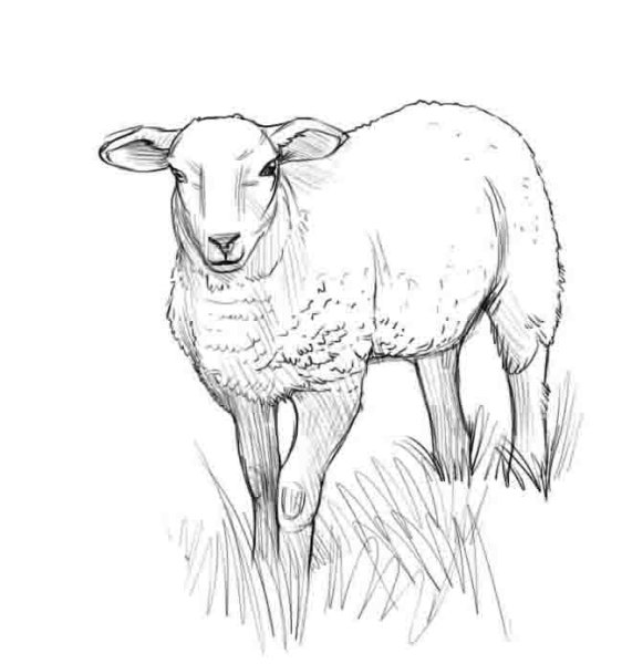 Барашек рисунок карандашом