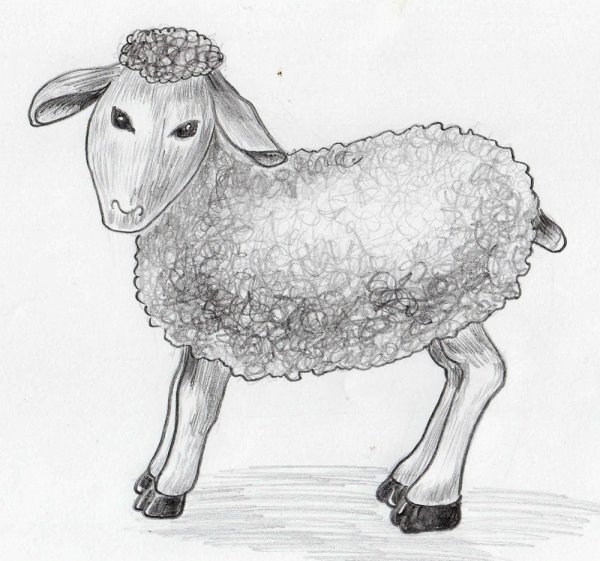 Рисование овцы