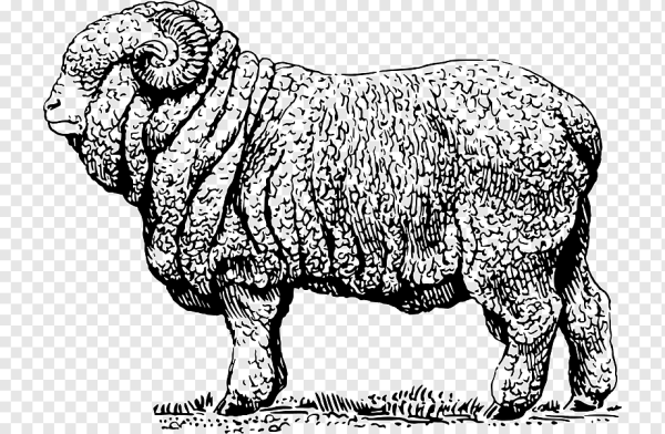 Баран черно белый