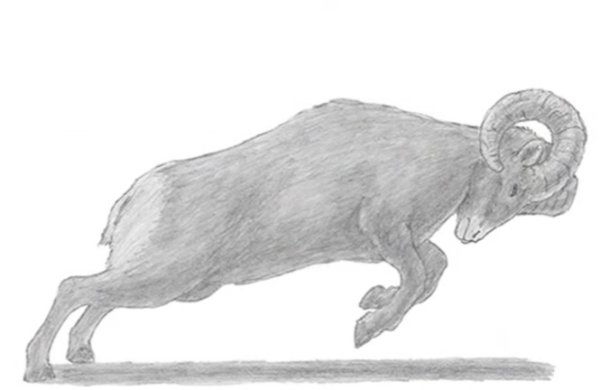 Баран карандашом