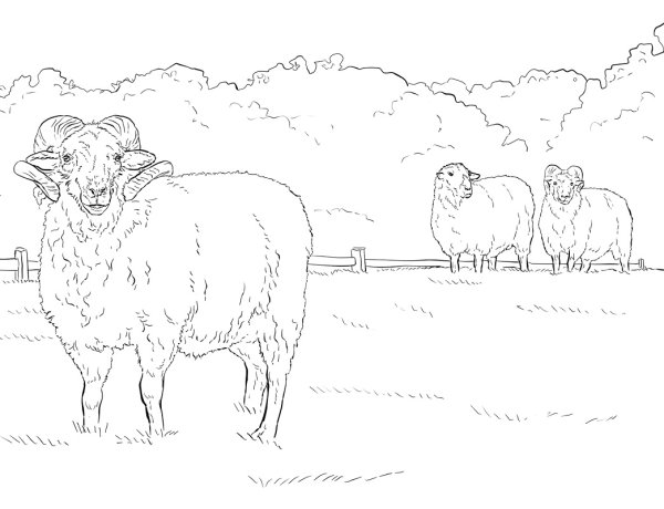 Отара овец раскраска