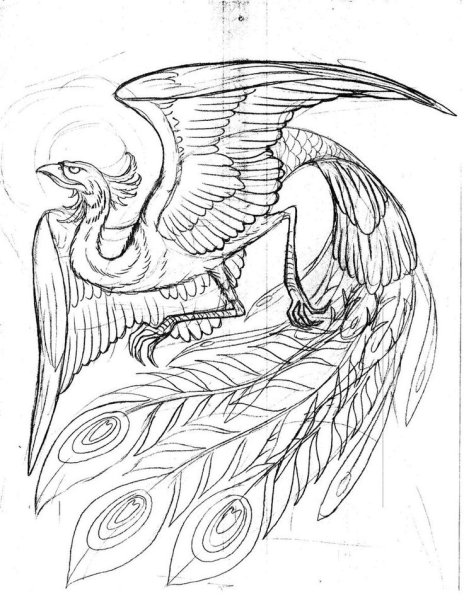 Анатомия Феникса для рисования