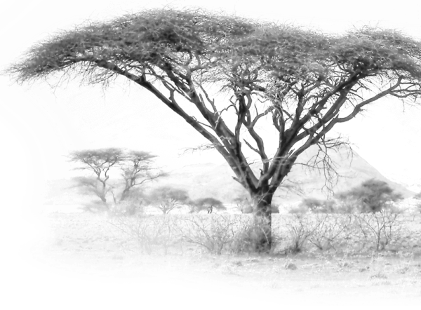 Саванна эскиз