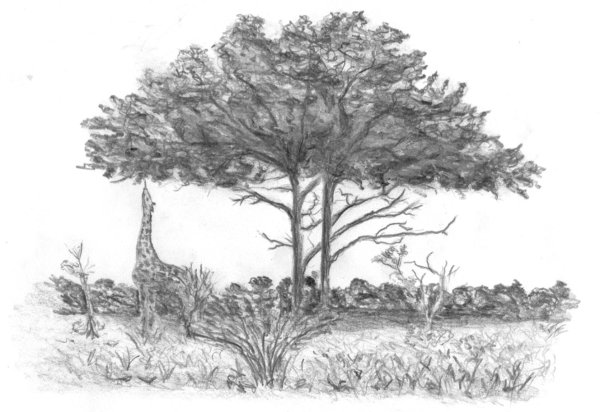 Деревья саванны рисунок карандашом