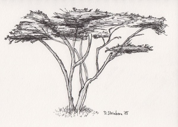 Гепард раскраска для детей