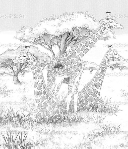 Животные Африки раскраска