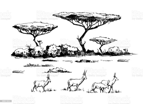 Деревья саванны раскраска