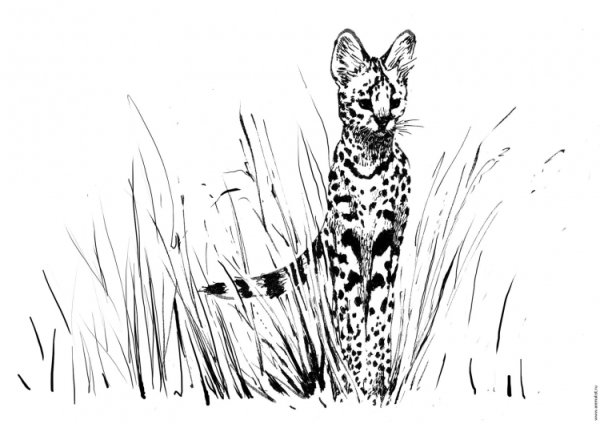 Саванна раскраска для детей