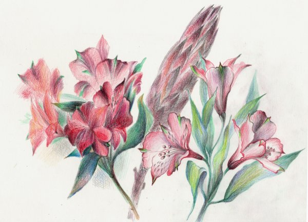 Орхидея цветными карандашами