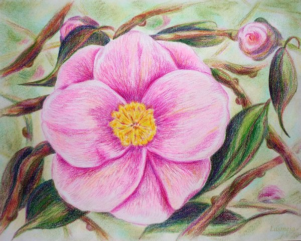 Цветы цветеыми карандаш