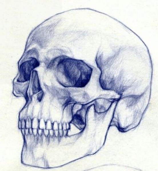 Череп человека для срисовки