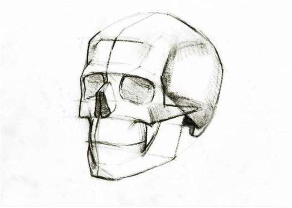 Рисунок черепа поэтапно сбоку
