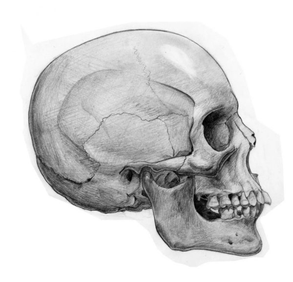 Череп туториал