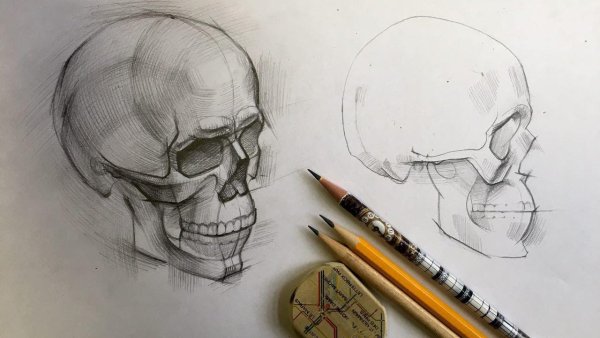 Череп сбоку рисунок гипсовый