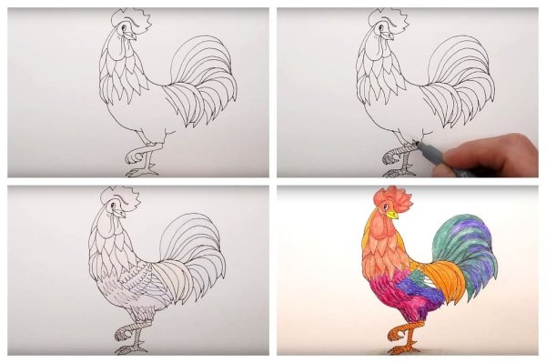 Этапы рисования петуха