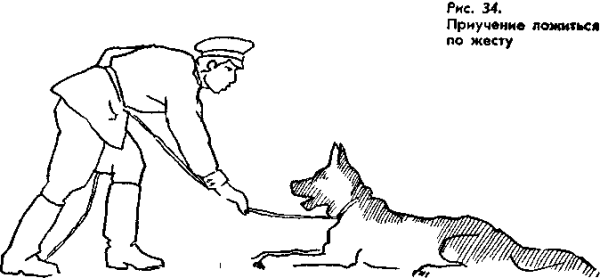 Приемы дрессировки собак