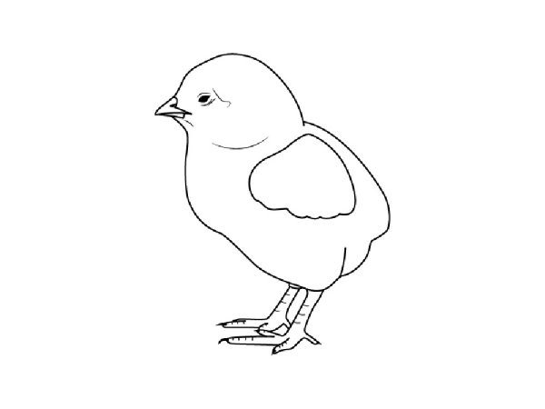 Цыпленок рисунок карандашом