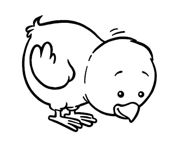 Цыпленок раскраска для малышей