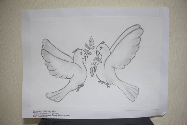 Голубь рисунок карандашом