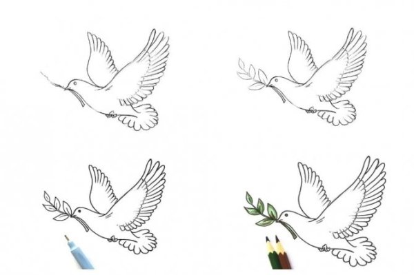 Поэтапное рисование голубя мира
