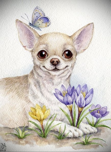 Длинношерстный чихуахуа раскраска