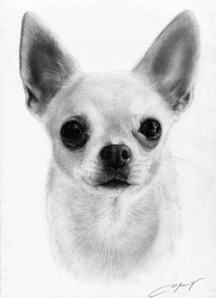 Чихуахуа рисунок карандашом