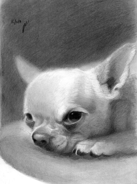 Чихуахуа карандашом