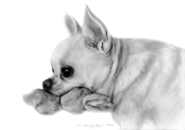 Чихуахуа для срисовки