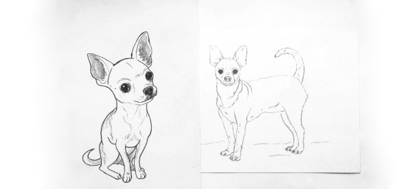 Чихуахуа пинчер стандарт