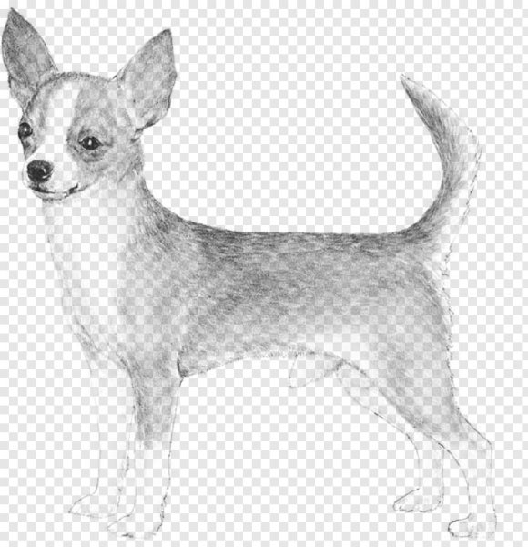 Раскраска чихуахуа