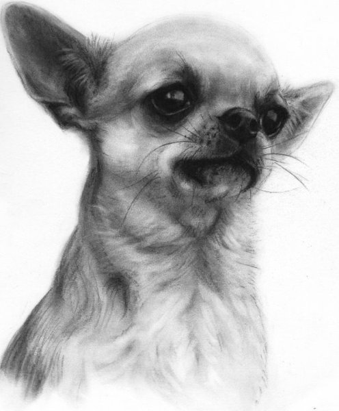 Чихуахуа карандашом