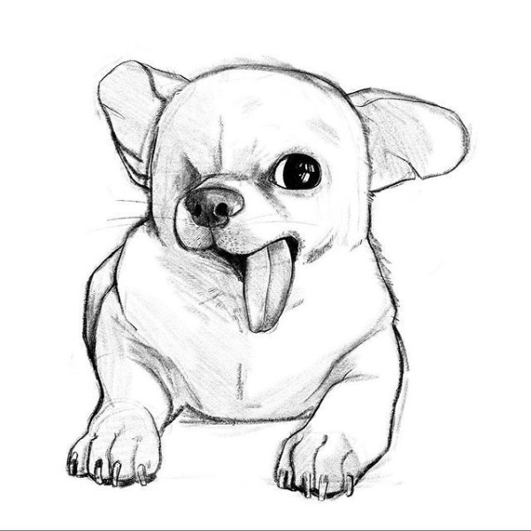 Чихуахуа карандашом