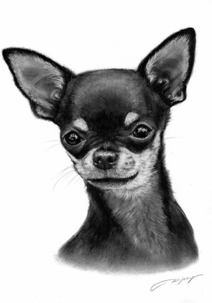 Рисунки чихуахуа карандашом для срисовки