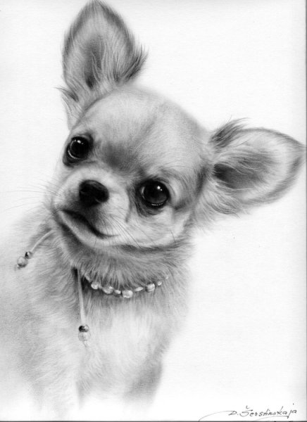 Чихуахуа для срисовки