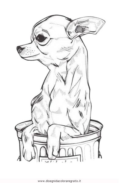 Наброски чихуахуа