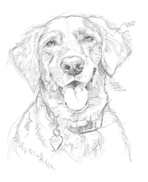 Наброски собак карандашом