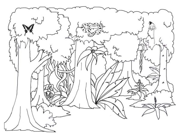 Композиция джунгли рисунок