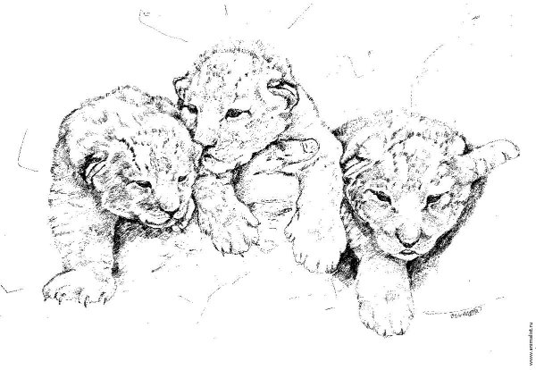 Львенок эскиз
