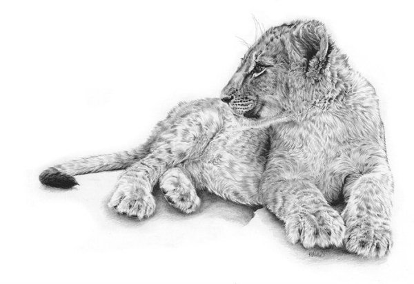 Львенок эскиз карандашом