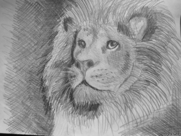 Львенок рисунок карандашом