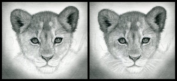 Львенок карандашом