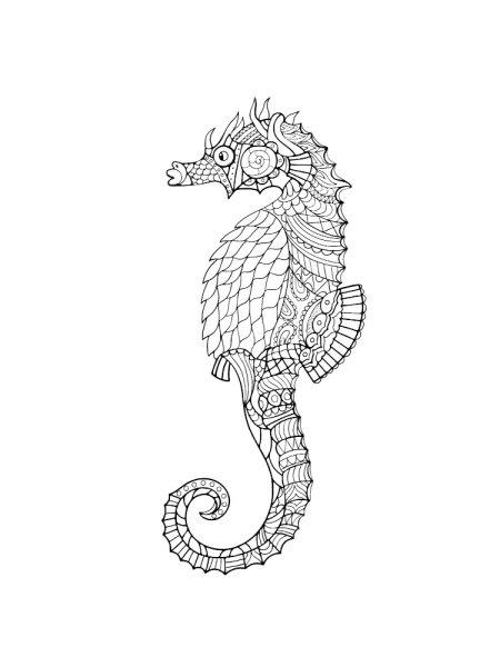 Морской конёк рисунок карандашом