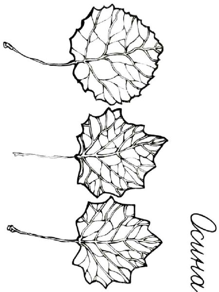 Осина раскраска для детей