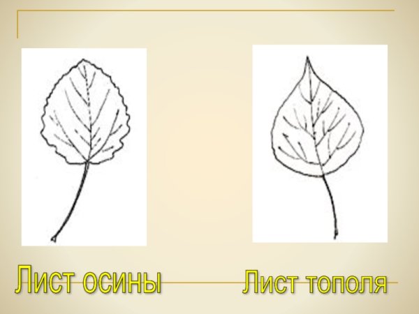 Ветки береза