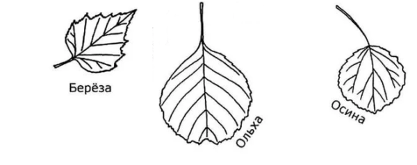 Лист осины раскраска