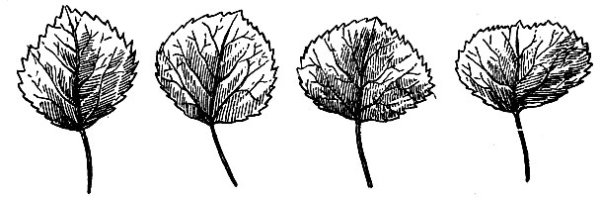 Силуэты листьев деревьев