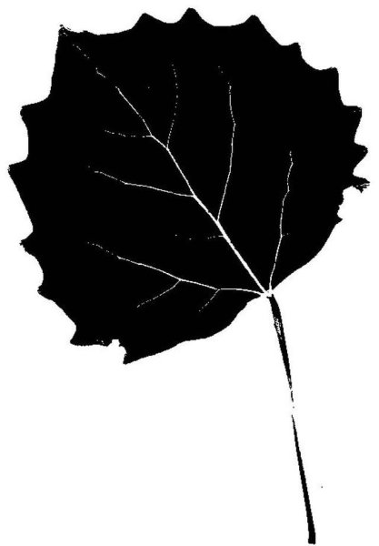 Осина дендрология