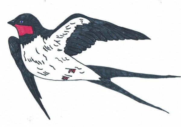 Ласточка раскраска для детей