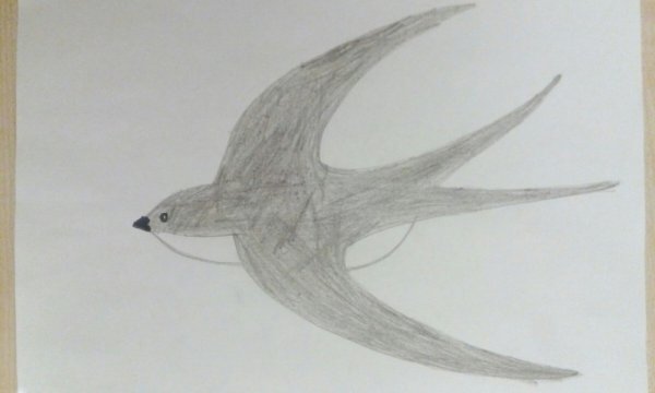 Ласточка раскраска для детей