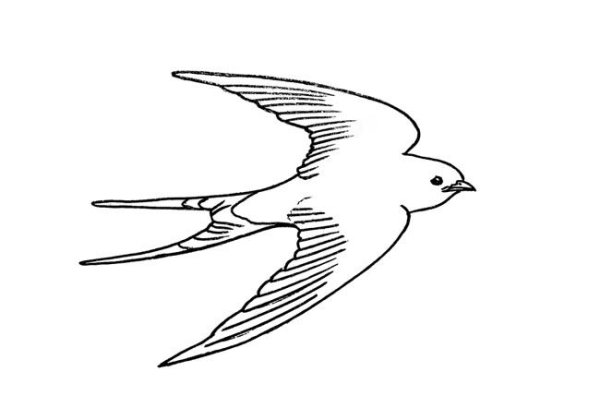 Ласточка рисунок для детей
